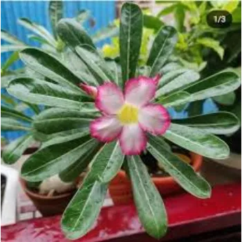 Ideal Adenium Plant